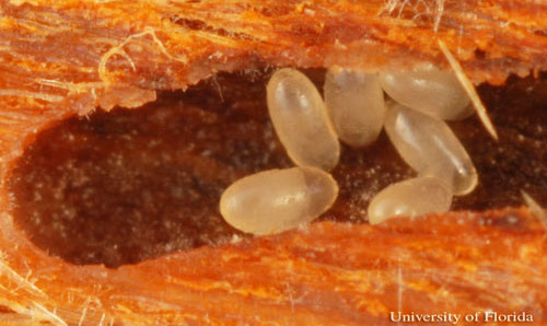 Eggs of the redbay ambrosia beetle, Xyleborus glabratus Eichhoff, inside gallery which an adult female constructed. 