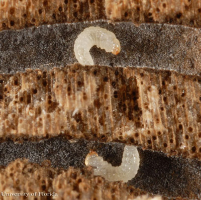 Larvae of the redbay ambrosia beetle, Xyleborus glabratus Eichhoff, inside galleries which adult females constructed. 