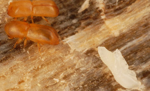 Two newly emerged (exoskeleton still darkening) adult redbay ambrosia beetles, Xyleborus glabratus Eichhoff, near a white pupa (bottom right) from which the adult has not yet emerged. 