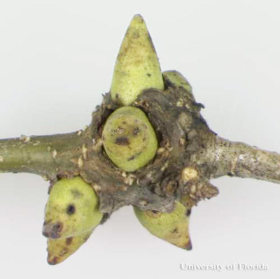 Mature (with horns) spine-bearing potato gall caused by the gall wasp Callirhytis quercusclaviger (Ashmead). 