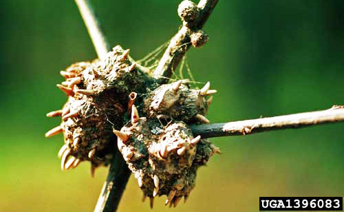 Mature horned oak galls caused by the gall wasp Callirhytis cornigera (Osten Sacken). 