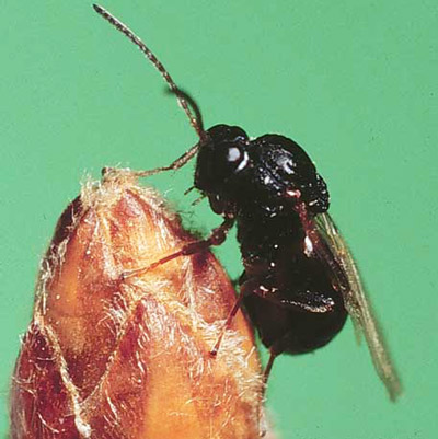 Adult gall wasp, Callirhytis cornigera (Osten Sacken). 