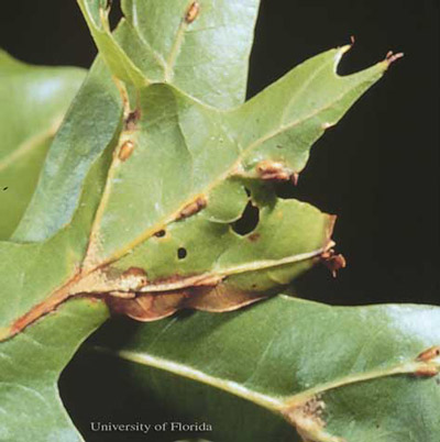 Leaf vein galls of the gall wasp, Callirhytis cornigera (Osten Sacken). 