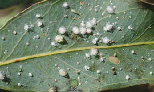 Nymphs and adult of G. brimblecombei Moore, a psyllid pest of Eucalyptus spp. 