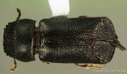 Dorsal view of adult Xylopsocus capucinus (Fabricius), a false powder-post beetle. 