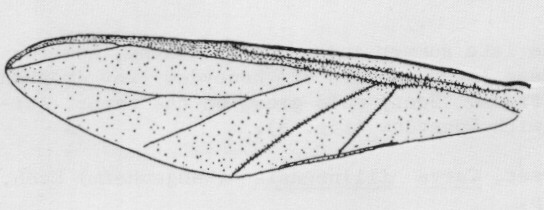 Forewing of an adult giant bark aphid, Longistigma caryae (Harris). 