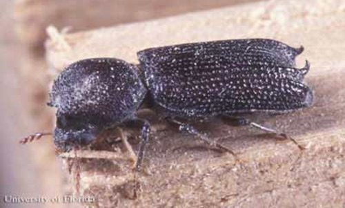 Adult male Heterobostrychus aequalis (Waterhouse), a wood-boring beetle. 