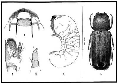 Larval and adult characteristics of Heterobostrychus aequalis (Waterhouse), a wood-boring beetle. Figures 1-4: third instar larva - 1) Epipharynx, 2) left maxilla (ventral), 3) left antenna (ventral), 4) larva (lateral). Figure 5: adult male. Line between larva and adult represents 3 mm. 