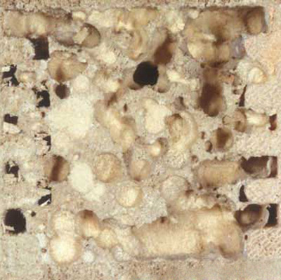 Tunnels, with sawdust-like debris, made by larvae of Heterobostrychus aequalis (Waterhouse), a wood-boring beetle. 