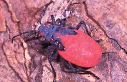 Nymph of the Jadera bug, Jadera haematoloma (Herrich-Schaeffer). 