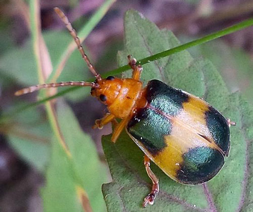 Adult larger elm leaf beetle, Monocesta coryli 