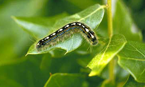 Dark color phase larva of the forest tent caterpillar, Malacosoma disstria Hübner. 