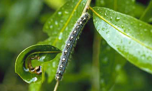 Light color phase larva of the forest tent caterpillar, Malacosoma disstria Hübner.