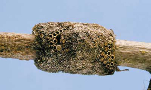 Typical egg mass of the forest tent caterpillar, Malacosoma disstria Hübner.