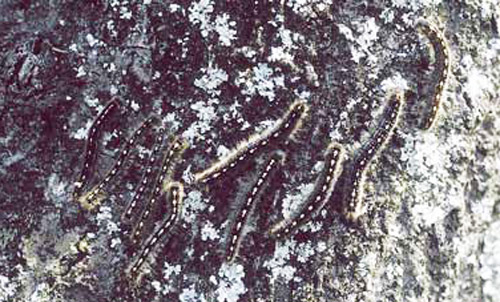 Gregarious larvae of the forest tent caterpillar, Malacosoma disstria Hübner.