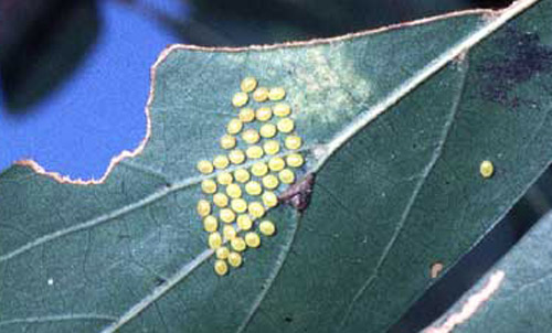 Anisota peigleri Riotte eggs, shown here on the underside of an oak leaf, are yellow to orange-yellow in color (black when parasitized), spherical in shape, and about 1 mm in diameter. The eggs take from 1 to 1 1/2 weeks to hatch. 