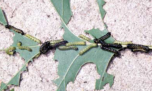 During the third and fourth stages, shown here, Anisota peigleri Riotte caterpillars change from the yellow to a black color. Eventually, larvae become black-bodied with yellow stripes running down their sides.