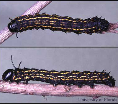 In late October, Anisota peigleri Riotte caterpillars are fully grown and may be 50 mm long. All have the black coloration with yellow stripes. There are prominent black horns arising from the second thoracic segment and a row of small spines along the body behind each horn. 
