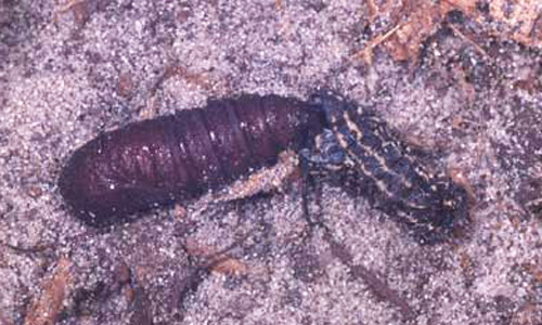 The pupa and cast larval skin of Anisota peigleri Riotte, the yellowstriped oakworm. Pupae, like adults, vary in size according to sex. Male pupae range from 15 to 20 mm and female pupae range from 18 to 25 mm in length. The pupae reside in the soil about 50 to 80 mm deep, "overwintering" for about ten months. Moths emerge the next year to begin the cycle again. 