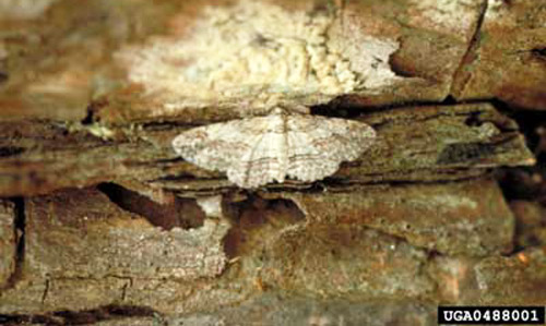 Adult cypress looper, Anacamptodes pergracilis (Hulst). 