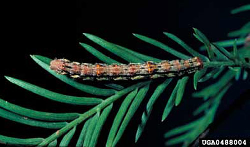 Mature larva of the cypress looper, Anacamptodes pergracilis (Hulst). 