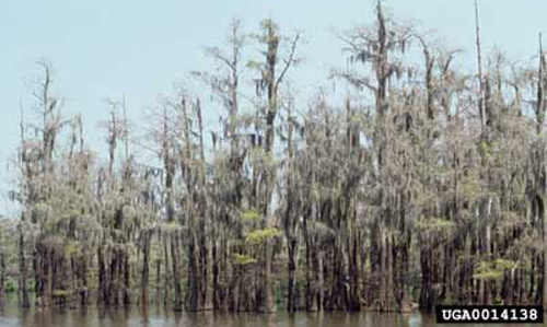 Damage caused by the larvae of the cypress looper, Anacamptodes pergracilis (Hulst). 