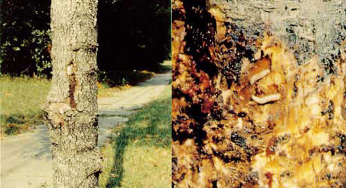 Damage caused by clearwing moth larvae.