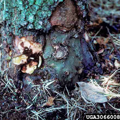 Damage at rootcollar of flowering dogwood, Cornus florida, caused by the dogwood borer, Synanthedon scitula (Harris).