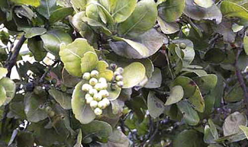 La uvilla, Coccoloba diversifolia Jacquin. 