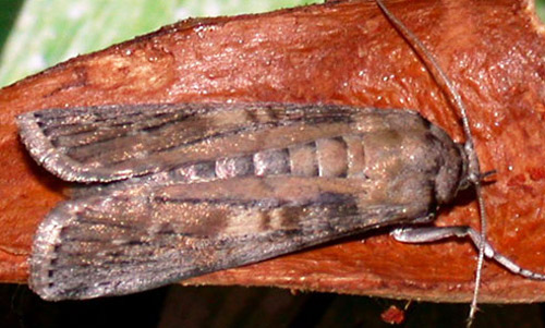 Adult mahogany shoot borer, Hypsipyla grandella (Zeller). 