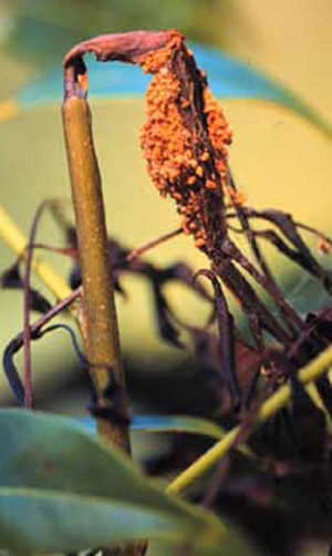 Daño al brote por el taladrador de las meliáceas, Hypsipyla grandella (Zeller). 