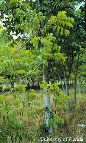Young West Indies mahogany tree with several shoots damaged by mahogany shoot borer, Hypsipyla grandella (Zeller). 