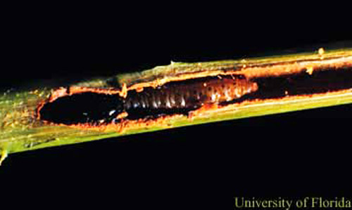 Tallo de caoba antillana partida para revelar larva de taladrador de las meliáceas, Hypsipyla grandella (Zeller).