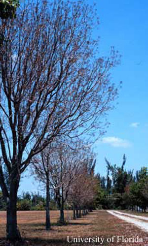 Caoba antillana, Swietenia mahagoni, durante el brote de la primavera. 