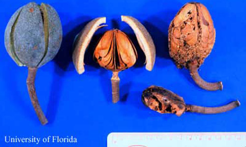 West Indies mahogany, Swietenia mahagoni, seed capsules and their parts damaged by mahogany shoot borer, Hypsipyla grandella (Zeller). Left to Right: Capsule in initial stage of dehiscence, dehisced insect-free capsule, core damaged by larvae, dehisced capsule with larval damage.