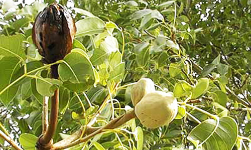 West Indies mahogany, Swietenia mahagoni, foliage and seed capsules. 