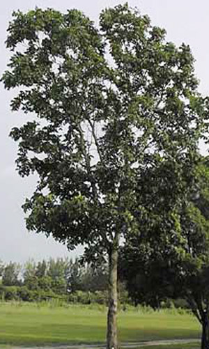 Honduras mahogany, Swietenia macrophylla. 