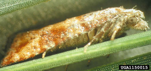Adult Nantucket pine tip moth, Rhyacionia frustrana (Comstock). 