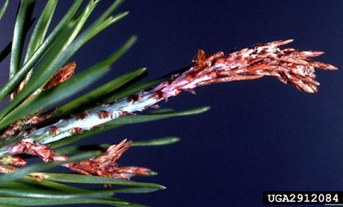 Pupal case of the Nantucket pine tip moth, Rhyacionia frustrana (Comstock). 