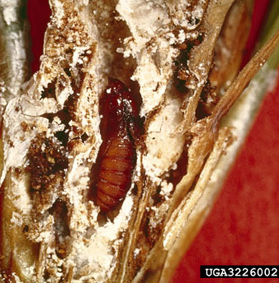 Pupae of the Nantucket pine tip moth, Rhyacionia frustrana (Comstock), inside a pine shoot. 