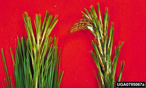 A comparison of healthy and infested pine shoots. Damage is caused by an infestation of the Nantucket pine tip moth, Rhyacionia frustrana (Comstock). 
