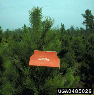 Pheromone trap used to survey the Nantucket pine tip moth, Rhyacionia frustrana (Comstock).