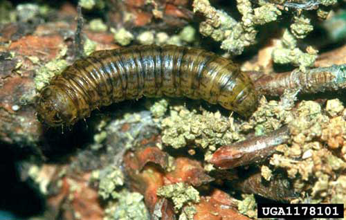 Larva of the pine webworm, Pococera robustella (Zeller). 