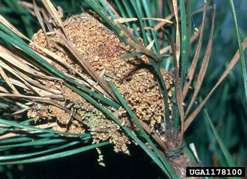 Frass nest of older larvae of the pine webworm, Pococera robustella (Zeller). 