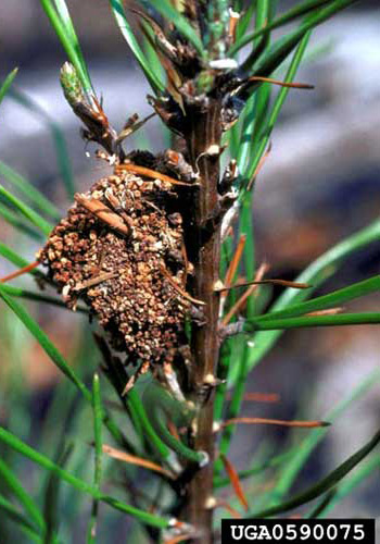 Frass nest of older larvae of the pine webworm, Pococera robustella (Zeller).