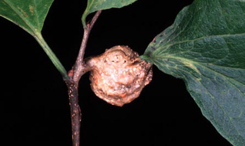 Petiole gall on sugarberry, Celtis laevigata. 
