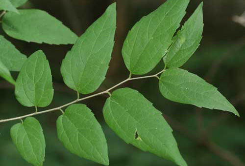 Sugarberry, Celtis laevigata Willd. (Celtidaceae), is a host for the hackberry petiole gall psyllid, Pachypsylla venusta (Osten-Sacken).