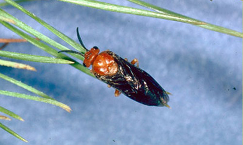 Adult female redheaded pine sawfly, Neodiprion lecontei (Fitch). 