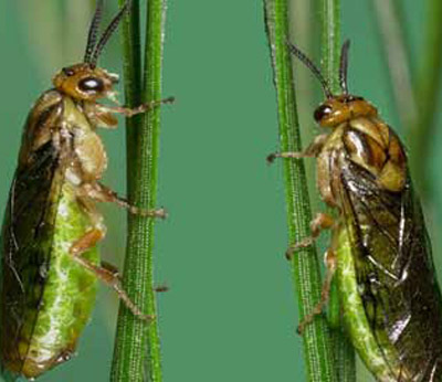 Adults of the blackheaded pine sawfly, Neodiprion excitans Rohwer. 