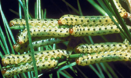 Larvae of the redheaded pine sawfly, Neodiprion lecontei (Fitch).